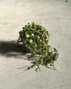 Gift Set Nido – Peperomia Prostrata - Pur Plant
