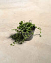 Gift Set Perla – Senecio Rowleyanus Mini - Pur Plant