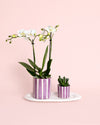 Gift Set Purple - Orquidea y Suculenta Con Maceta - Pur Plant