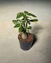 Gift Set Raíz – Baobab - Pur Plant