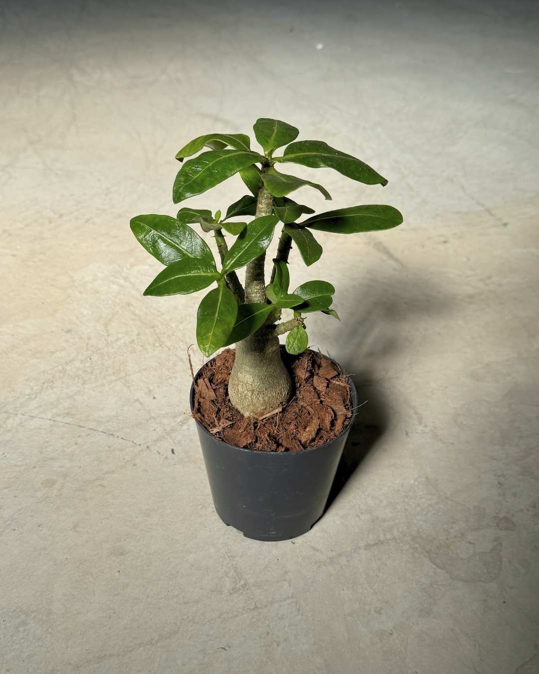 Gift Set Raíz – Baobab - Pur Plant