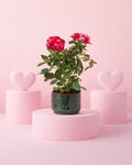 Gift Set Rosal Mini + Mini Maceta Cerámica Mossy