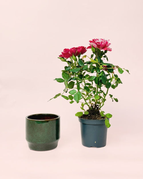 Gift Set Rosal Mini + Mini Maceta Cerámica Mossy - Pur Plant