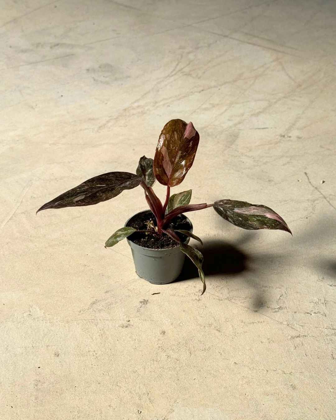 Gift Set Rosé – Philodendron Pink Princess - Pur Plant