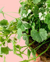 Glechoma Hederacea Variegata M - Pur Plant