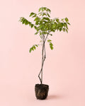 Glicina Lila - Wisteria Sinensis L