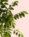 Glicina Lila - Wisteria Sinensis L - Pur Plant