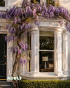 Glicina Lila - Wisteria Sinensis L - Pur Plant