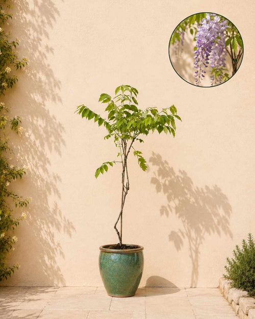 Glicina Lila - Wisteria Sinensis L - Pur Plant