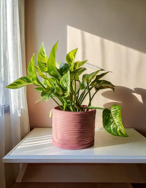 Pack 3x Plantas Medianas Colgantes