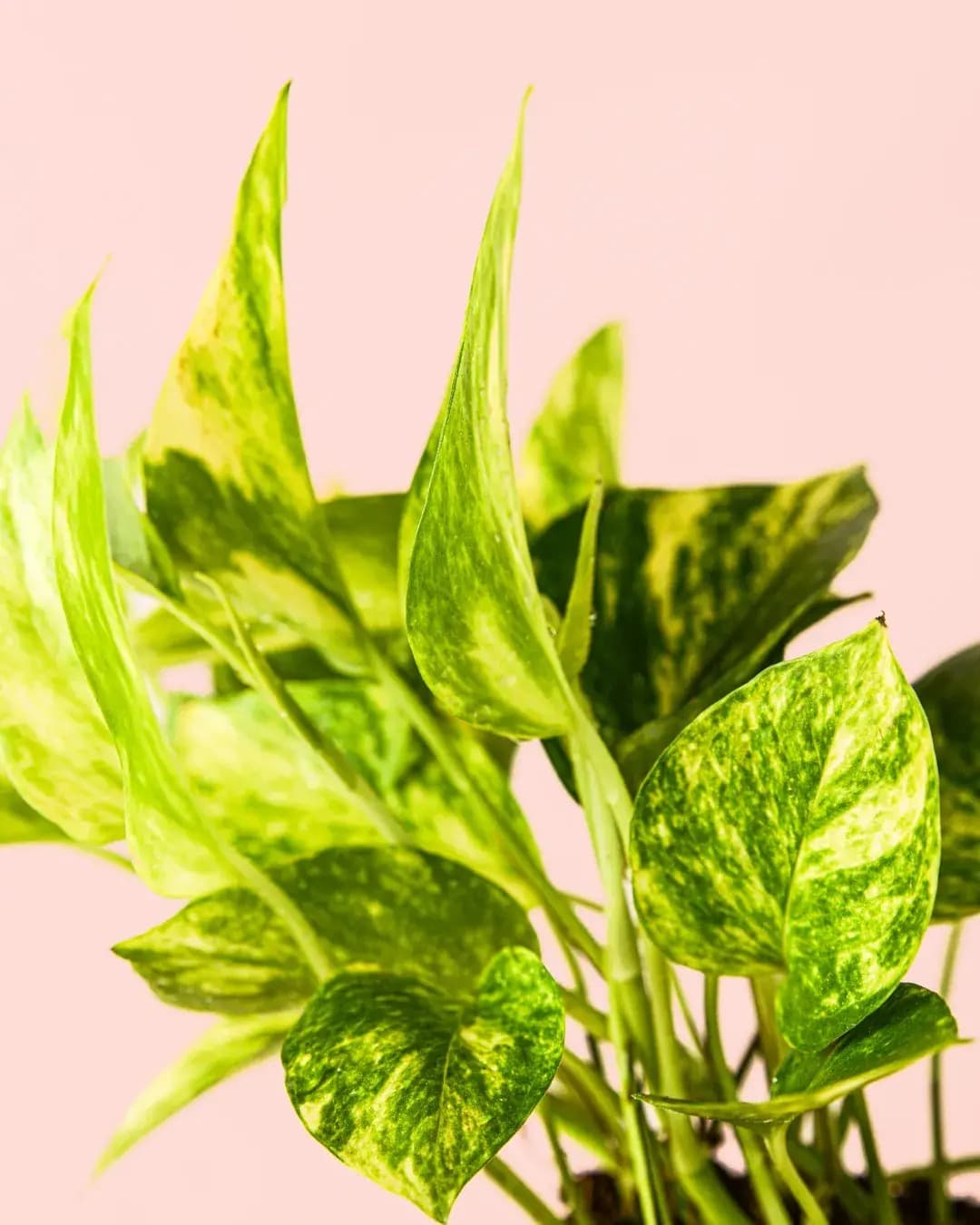 Golden Pothos M - Pur Plant