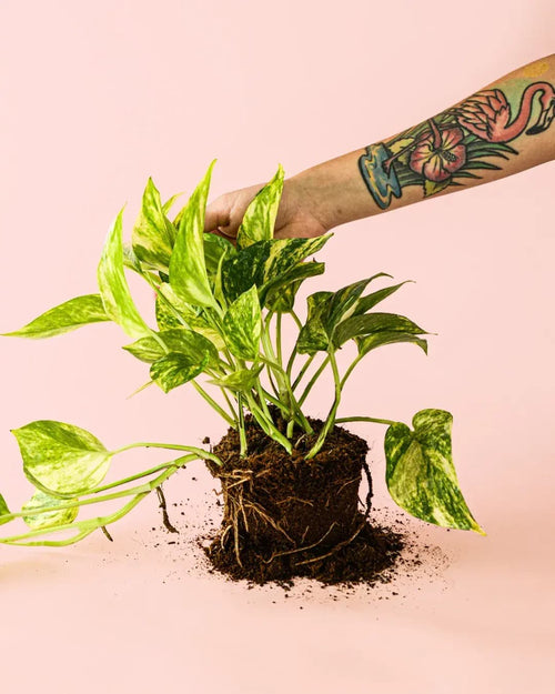 Golden Pothos M - Pur Plant