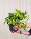 Golden Pothos M - Pur Plant
