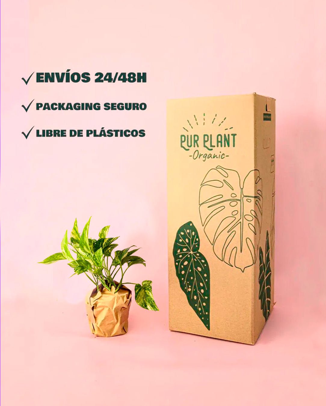 Golden Pothos M - Pur Plant