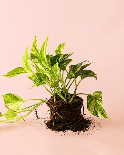 Golden Pothos M - Pur Plant