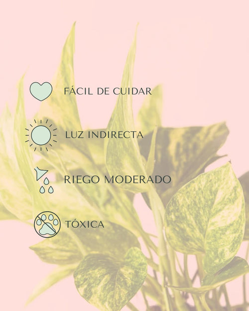 Golden Pothos M - Pur Plant