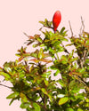 Granado Bonsái - Punica Granatum - Pur Plant
