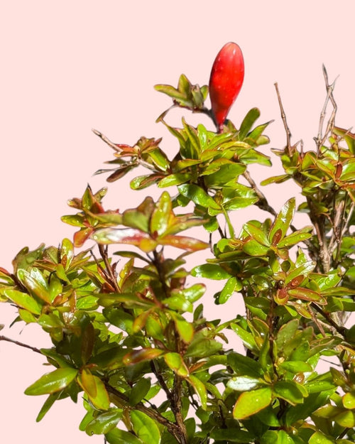 Granado Bonsái - Punica Granatum - Pur Plant