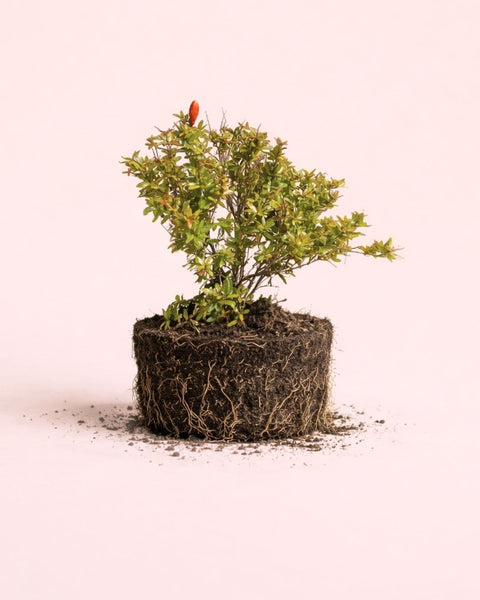 Granado Bonsái- Punica Granatum