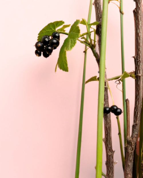 Grosella Negra Planta M - Pur Plant
