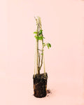 Grosella Negra Planta M