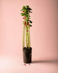 Grosella Roja Planta M