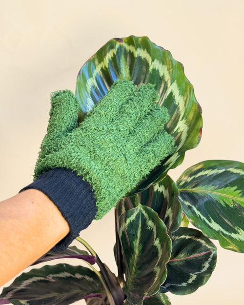 Guantes para limpiar hojas - Pur Plant