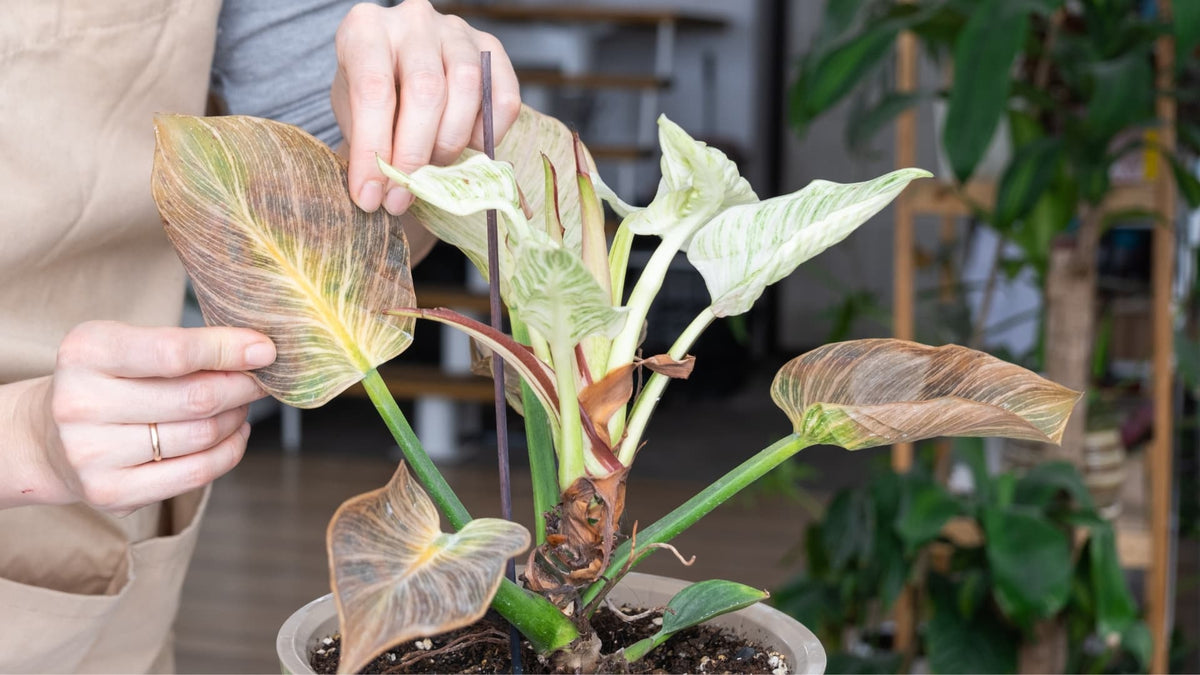 Guía Problemas Plantas