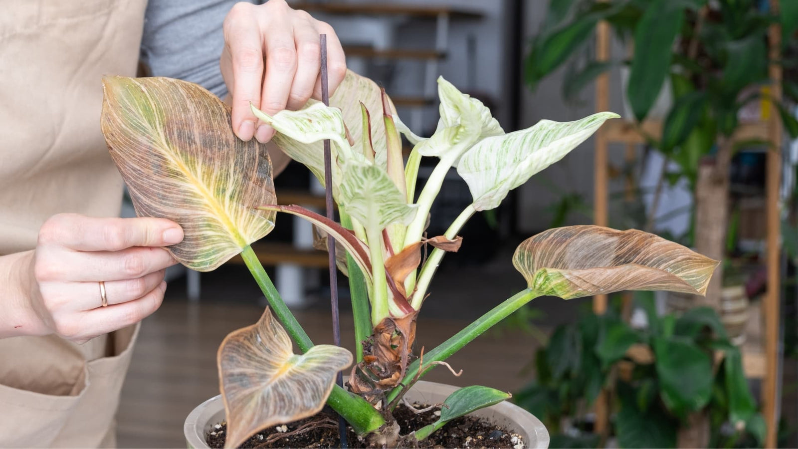 Guia sobre problemas y enfermedades en plantas
