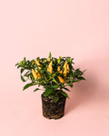 Guindilla Ornamental Amarilla Mini