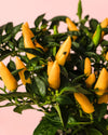 Guindilla Ornamental Amarilla Mini - Pur Plant