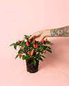 Guindilla Ornamental Naranja Mini - Pur Plant