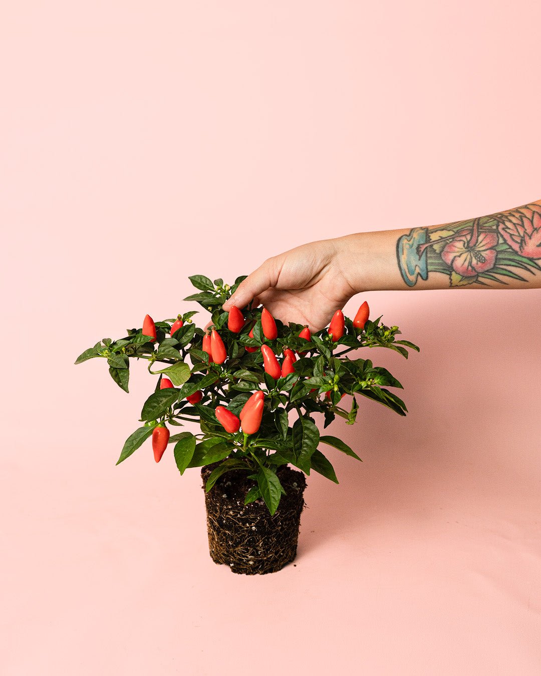 Guindilla Ornamental Naranja Mini - Pur Plant