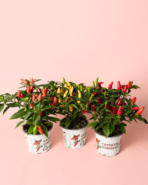 Guindilla Ornamental Naranja Mini - Pur Plant