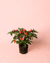 Guindilla Ornamental Naranja Mini - Pur Plant