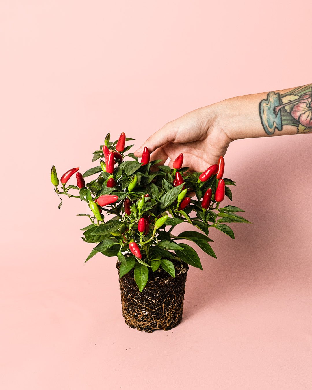 Guindilla Ornamental Roja Mini - Pur Plant