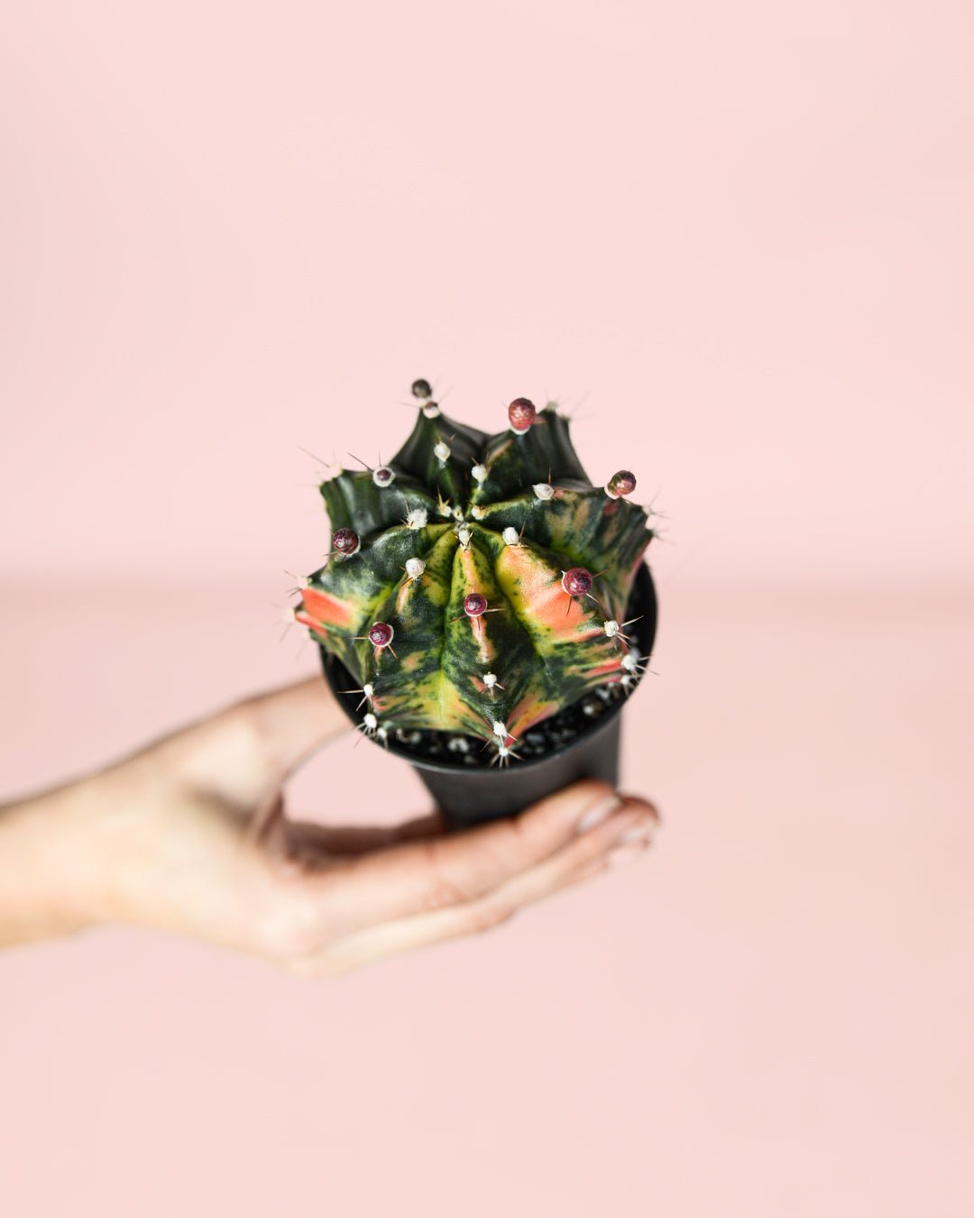 Gymnocalycium Japan Mini