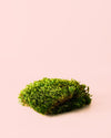 Hair – Musgo Preservado - Pur Plant