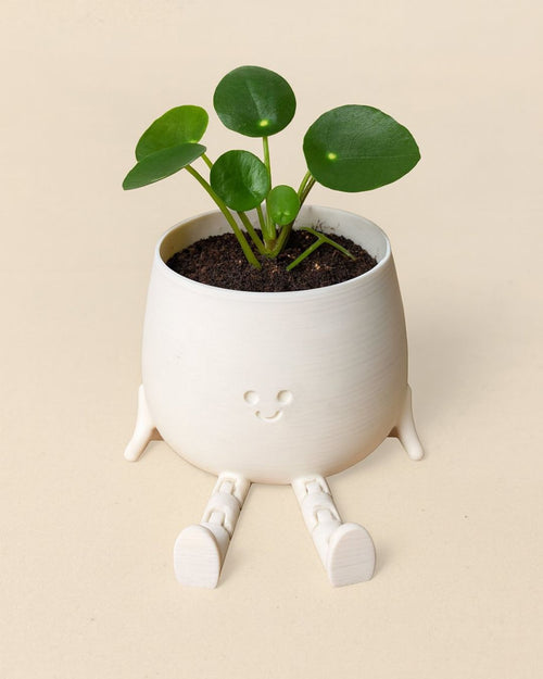 happy pot blanca con pilea