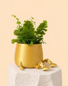 happy-pot-golden-plant