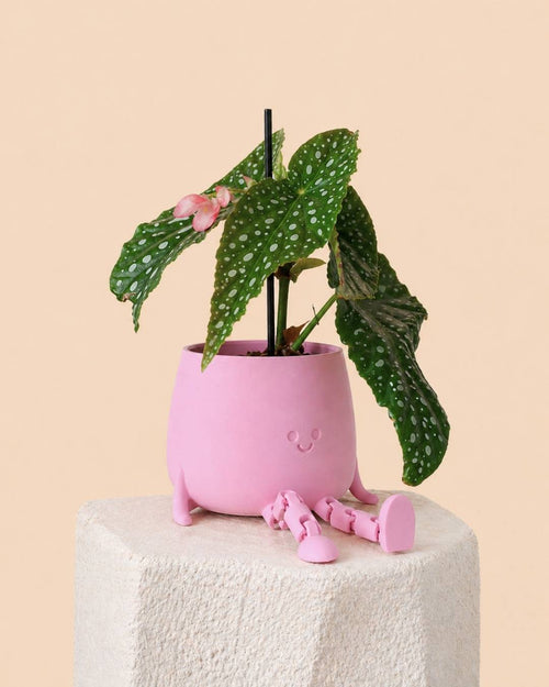 happy-pot-pink-plant