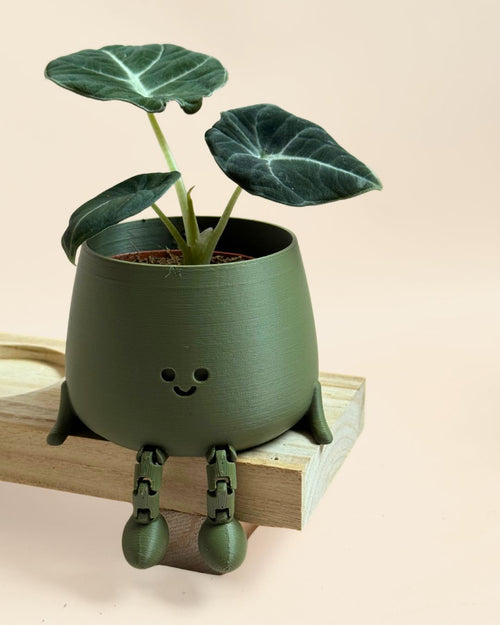 happy-pot-verde-musgo-planta