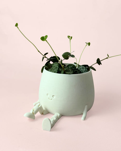 Gift Set Ceropegia Woodii + Happy Pot Blanca
