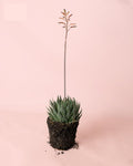 Haworthia Big Band M