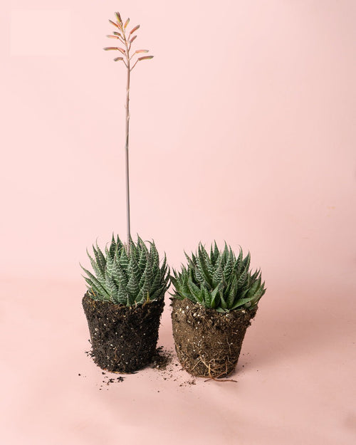 Haworthia Big Band M - Pur Plant