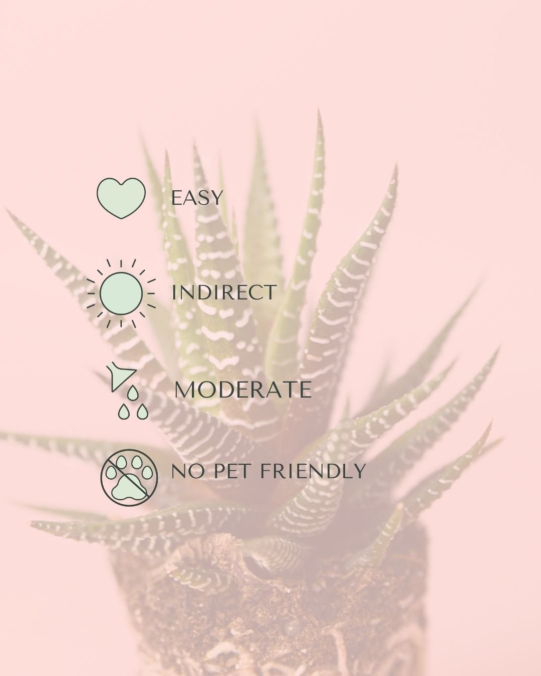 Haworthia Big Band Mini - Pur Plant