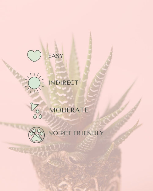 Haworthia Big Band Mini - Pur Plant