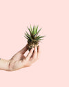 Haworthia Big Band Mini - Pur Plant