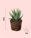 Haworthia Big Band Mini - Pur Plant