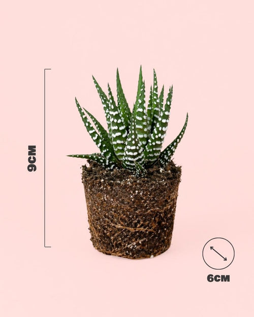 Haworthia Big Band Mini - Pur Plant